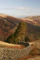 3690 Dry Stone Wall and Scots Pine (Pinus sylvestris) English Lake District.